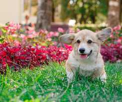 Hotel Rabbit Resort Pattaya