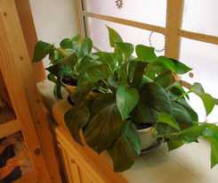 Hostel Sofitel Youth