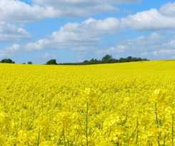  Landhaus Alt Reddevitz