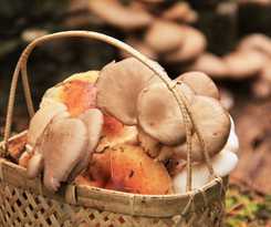 Hotel Marunaka Lodge