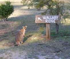 Wallaby Ridge Retreat