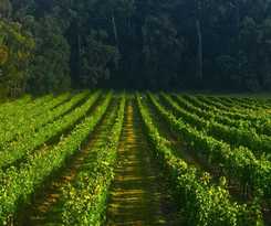 Valley Farm Vineyard Cottages