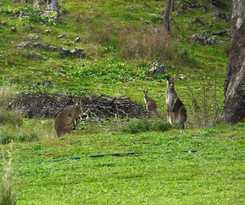 Hotel Wildwood Guesthouse