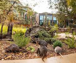 Hotel Wildlife Retreat At Taronga