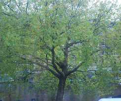 Nl District Leidseplein