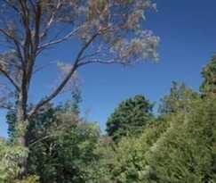 Leura Lady