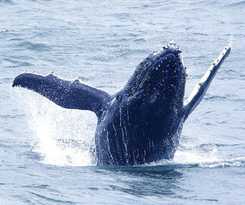 Hotel Pigeon House Motor Inn