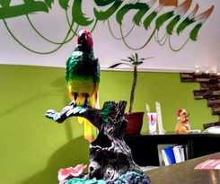 JUNGLE - Hostel