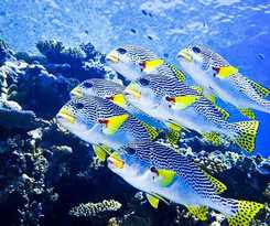 Coral Sea Dreaming Dive and Sail