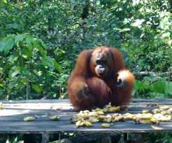 Hotel Rimba Orangutan Eco Lodge