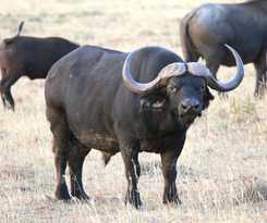 Hotel Safari Lodge - Amakhala Game Reserve