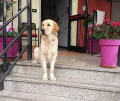 Hotel Albergo Renato