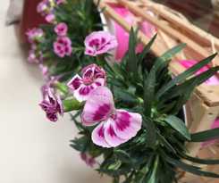 Hotel Al Sole - Preganziol