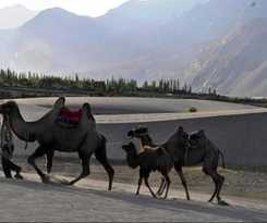 Hotel TIH Nubra Escapes Camp