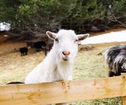 Hotel Berg- and Erlebnis-Resort MarktlAlm - Chalets and Lodges