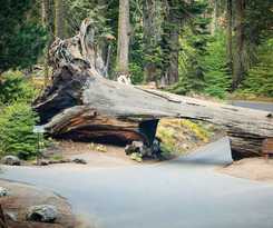 Hotel Wuksachi Lodge