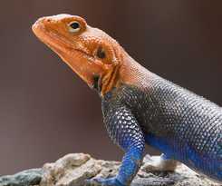 Hotel Tarangire Sopa Lodge