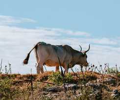  Masseria La Sterpina