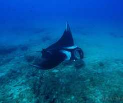 Hotel Liquid Dive Adventures