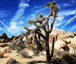 Hotel Oasis Inn and Suites Joshua Tree - 29 Palms