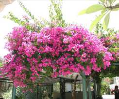 Hotel Armonia