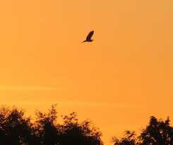  Pitch your own tent in beautiful location Kent Sussex border