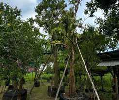  The wishes สมหวัง รีสอร์ท