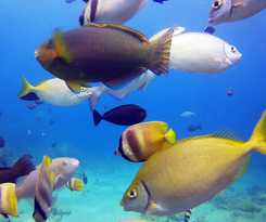 Hotel Dive and Trek Resort and Marine Sanctuary