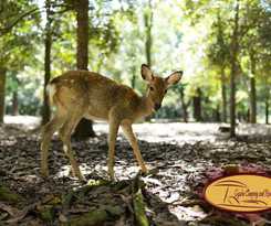 Hotel Gyulai Camping en Resort