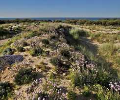 The Oitavos