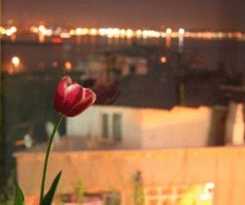 Tulip Guesthouse